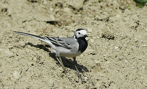 trasochvost biely  Motacilla alba