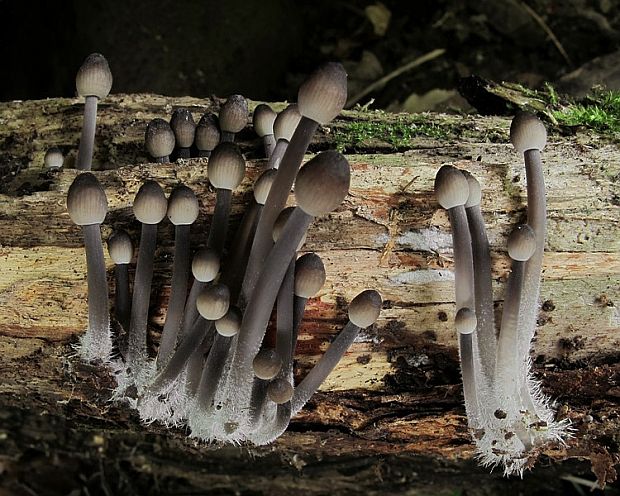 prilbička hnedosivá Mycena tintinnabulum (Paulet) Quél.