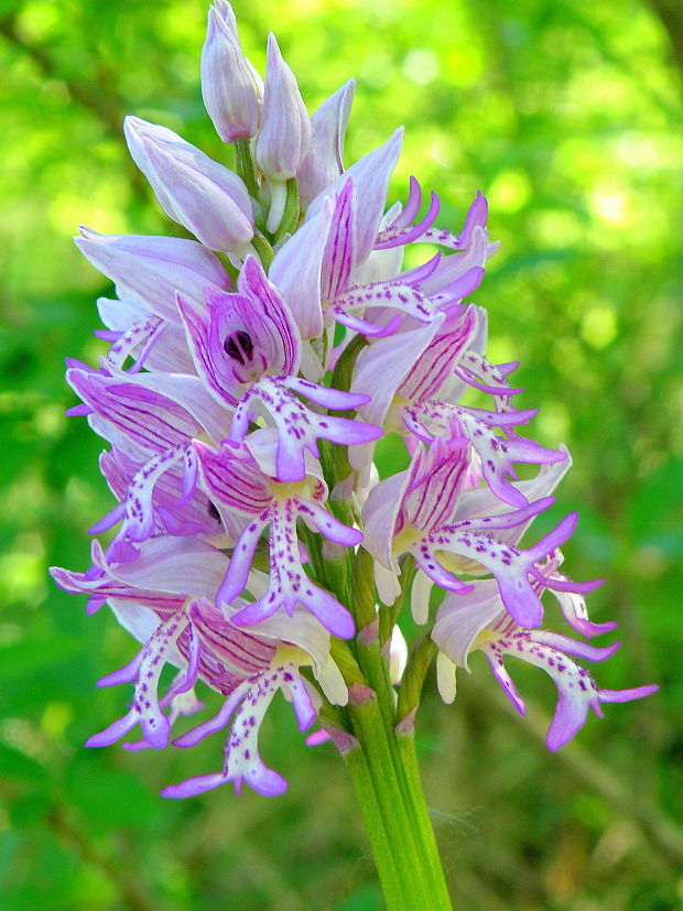 vstavač vojenský Orchis militaris L.