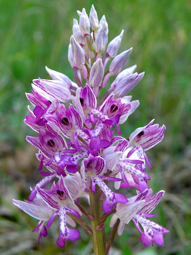 vstavač vojenský Orchis militaris L.