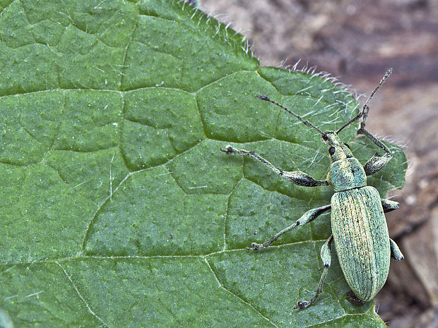 šupináčik žihľavový  Phyllobius pomaceus