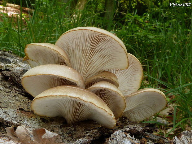 hliva buková Pleurotus pulmonarius (Fr.) Quél.