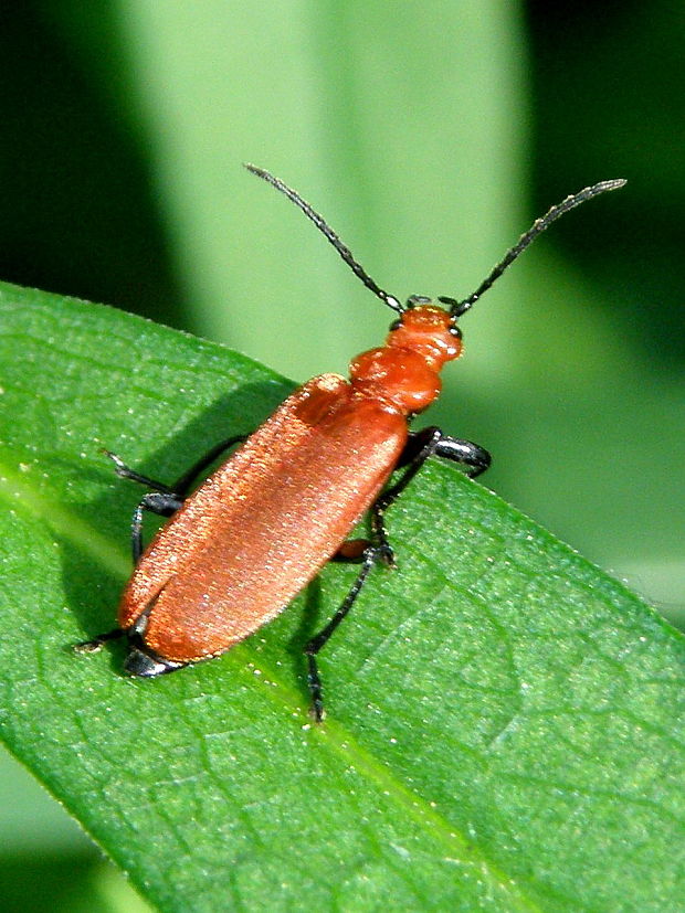 červenáčik Pyrochroa serraticornis