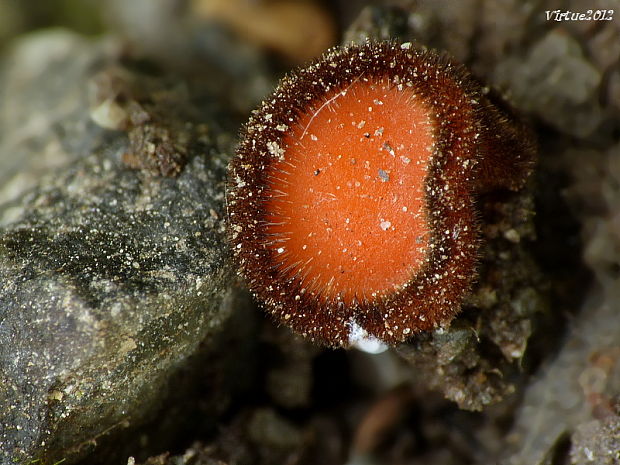 štítovnička Scutellinia sp.