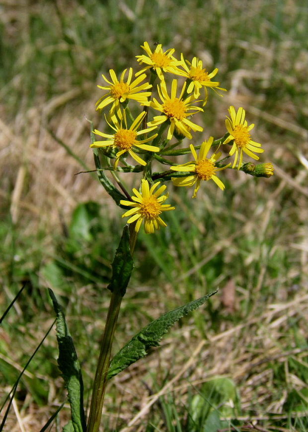 popolavec kučeravý Tephroseris crispa (Jacq.) Rchb.