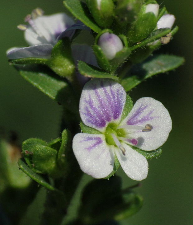 veronika dúškolistá Veronica serpyllifolia L.