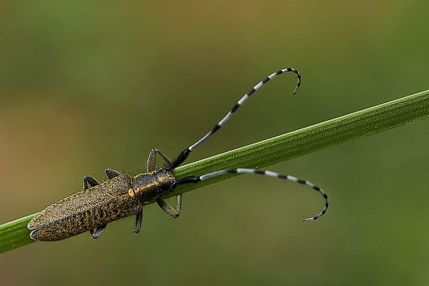 vrzúnik úzkoštíty  Agapanthia villosoviridescens