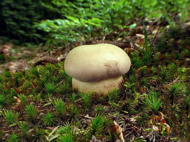 hríb dubový Boletus reticulatus Schaeff.