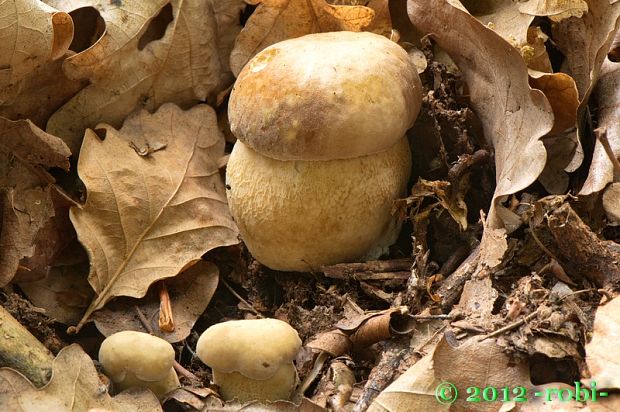 hríb dubový Boletus reticulatus Schaeff.