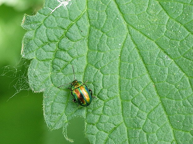 liskavka dúhová Chrysolina fastuosa  Scopoli, 1763