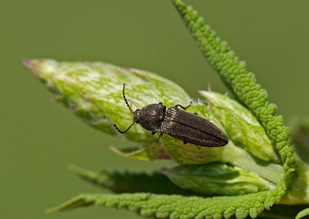 Cidnopus pilosus