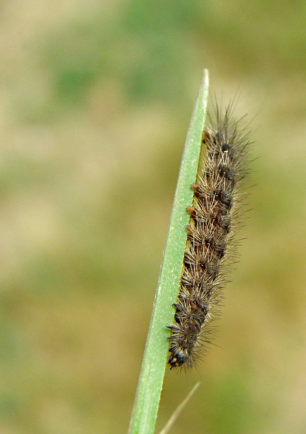 spriadač chrastavcový Diacrisia sannio (Linnaeus 1758)