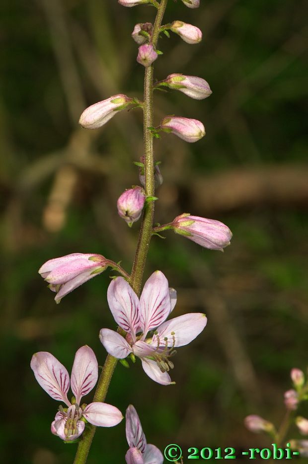 jasenec biely Dictamnus albus L.