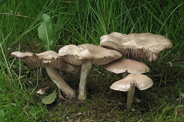 hodvábnica jarná Entoloma clypeatum (L.) P. Kumm.