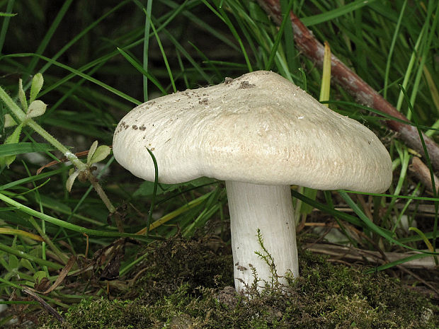 hodvábnica jarná Entoloma clypeatum (L.) P. Kumm.