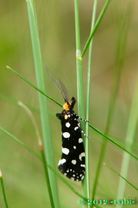 mol ozdobný Euplocamus anthracinalis