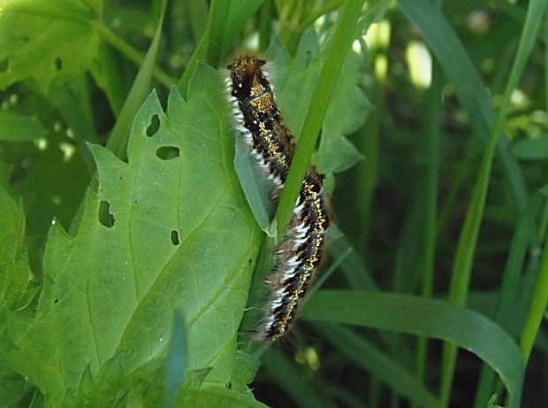 priadkovec trávový Euthrix potatoria Linnaeus, 1758