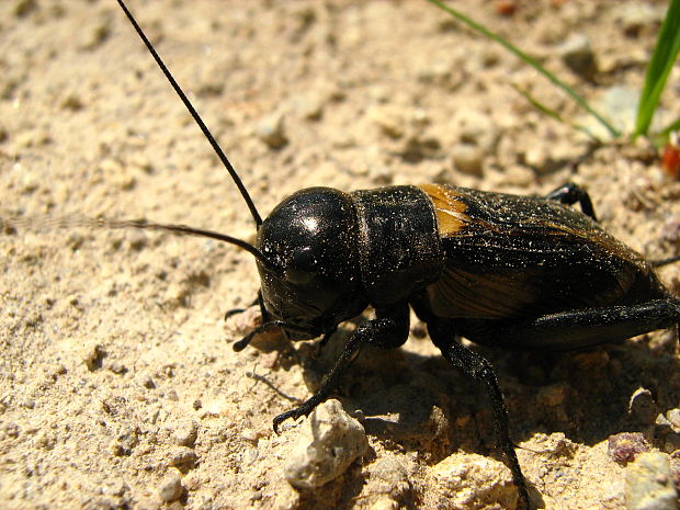 svrček poľný Gryllus campestris