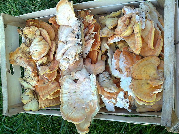 sírovec obyčajný Laetiporus sulphureus (Bull.) Murrill