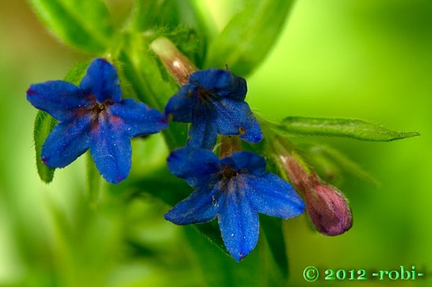 kamienka modropurpurová Lithospermum purpurocaeruleum L.