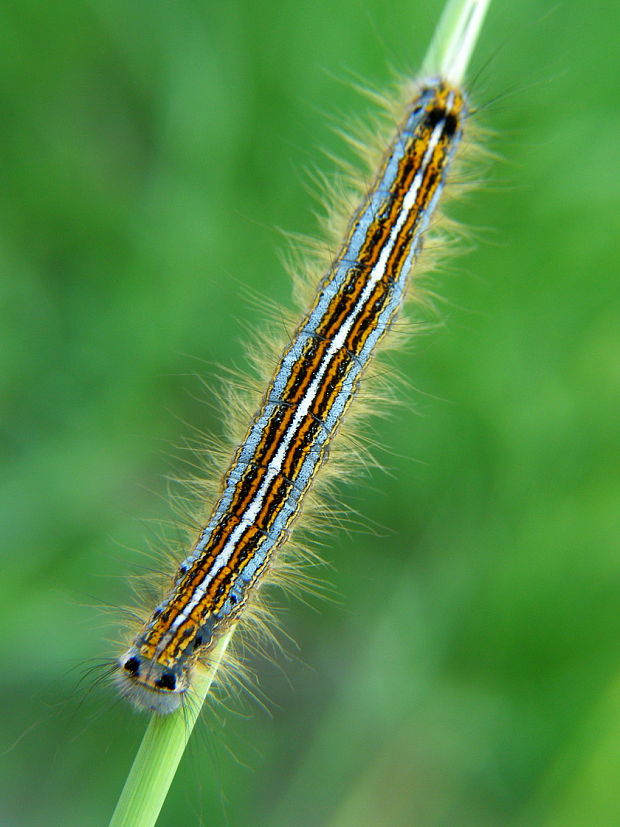 priadkovec obrúčkatý Malacosoma neustria