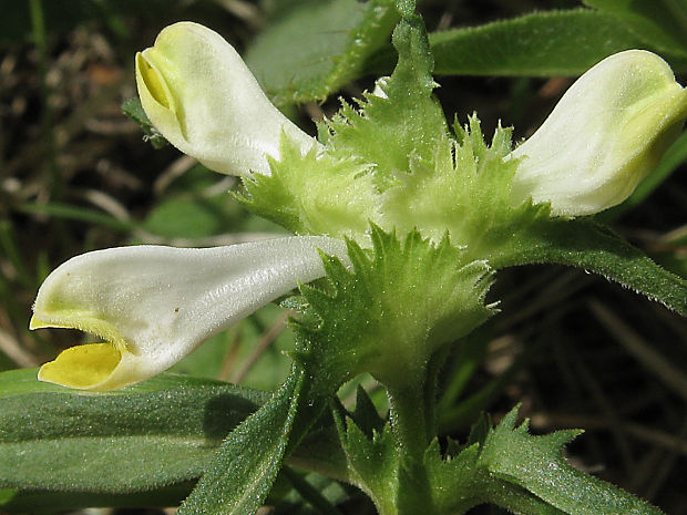 čermeľ hrebenitý letný Melampyrum cristatum subsp. solstitiale (Ronniger) Ronniger