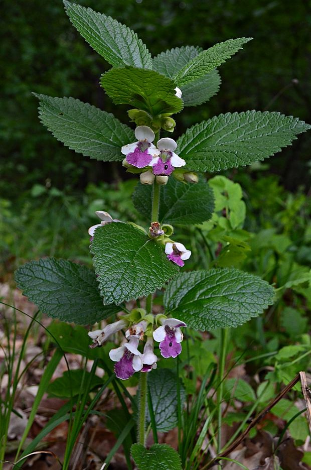 medúnka medovkolistá Melittis melissophyllum L.