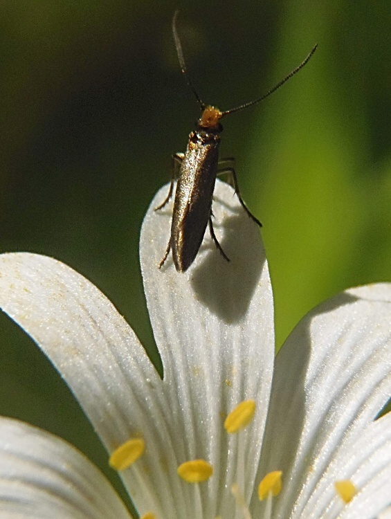 potočníkovec záružľový Micropterix calthella