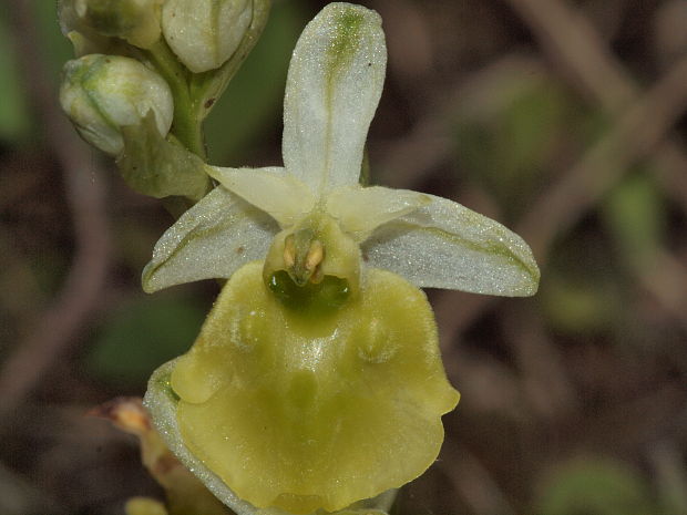 hmyzovník čmeľovitý Ophrys holoserica (Burm. F.) Greuter