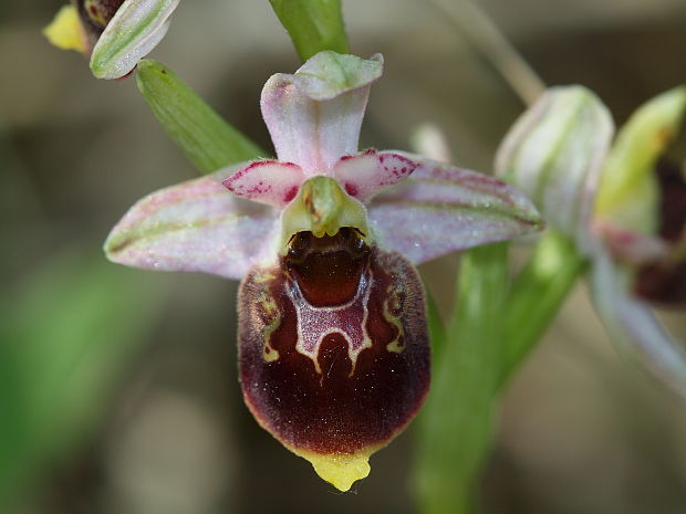 hmyzovník čmeľovitý Ophrys holoserica (Burm. F.) Greuter