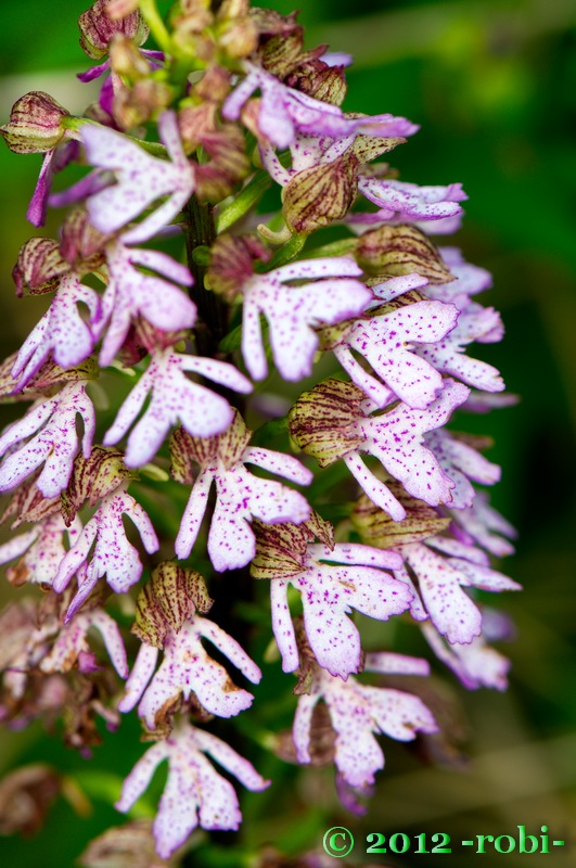 vstavač purpurový Orchis purpurea Huds.