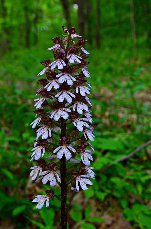 vstavač purpurový Orchis purpurea Huds.