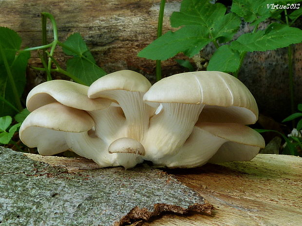 hliva buková Pleurotus pulmonarius (Fr.) Quél.