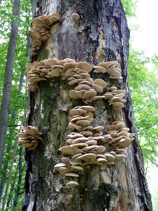 hliva buková Pleurotus pulmonarius (Fr.) Quél.