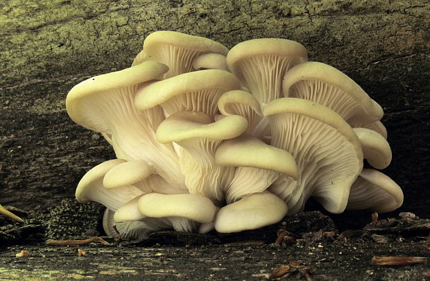 hliva buková Pleurotus pulmonarius (Fr.) Quél.