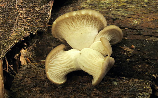 hliva buková Pleurotus pulmonarius (Fr.) Quél.