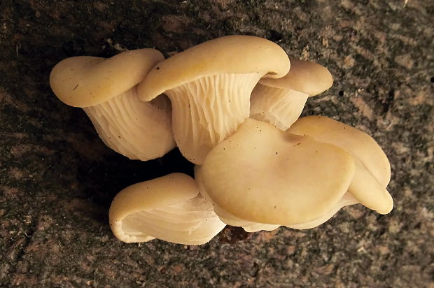 hliva buková Pleurotus pulmonarius (Fr.) Quél.