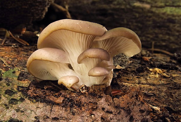 hliva buková Pleurotus pulmonarius (Fr.) Quél.