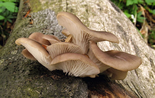 hliva buková Pleurotus pulmonarius (Fr.) Quél.