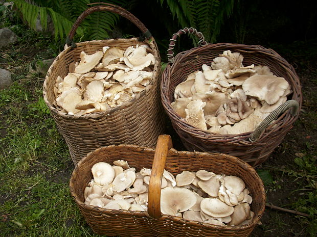 hliva buková Pleurotus pulmonarius (Fr.) Quél.