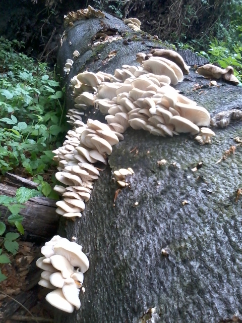 hliva buková Pleurotus pulmonarius (Fr.) Quél.