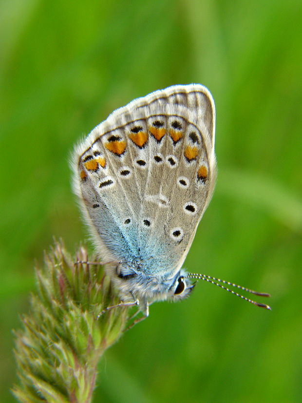 modráčik obyčajný Polyommatus icarus