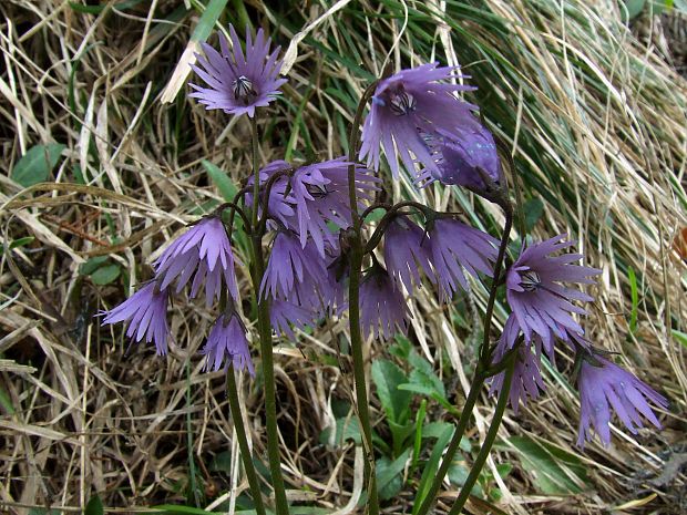 soldanelka Soldanella sp.