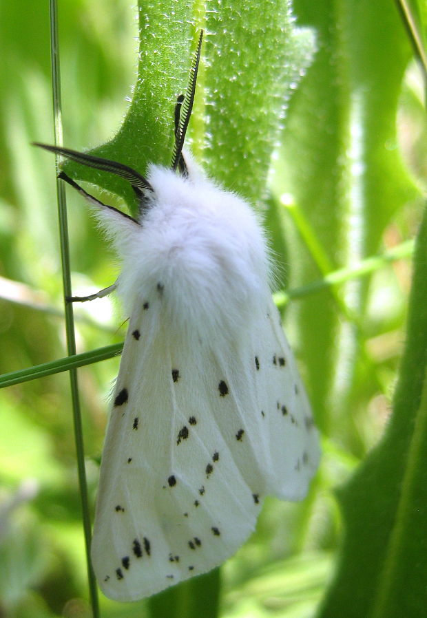 spriadač obyčajný Spilosoma lubricipeda