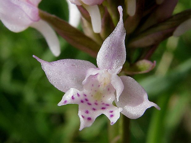 pavstavač hlavatý Traunsteinera globosa (L.) Reichenb.