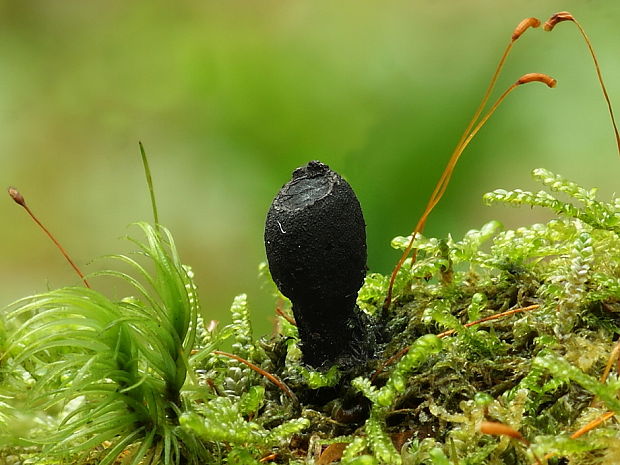 drevnatec kyjakovitý Xylaria polymorpha (Pers.) Grev.