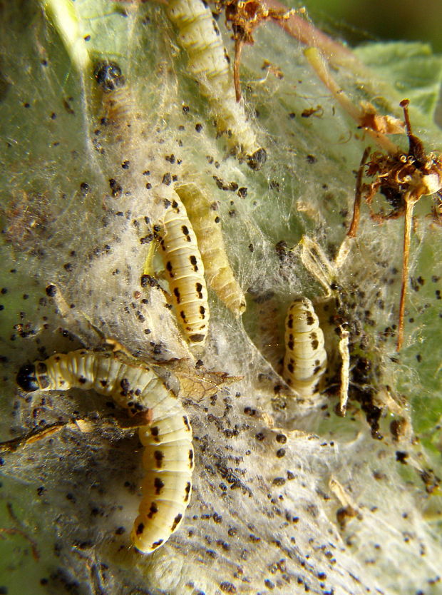 priadzovec čremchový Yponomeuta evonymella