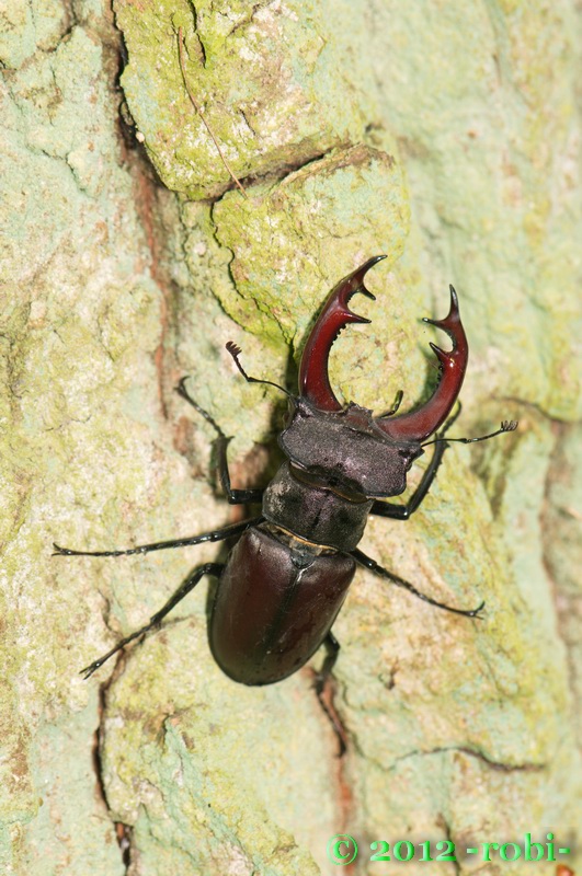 roháč obecný lucanus cervus