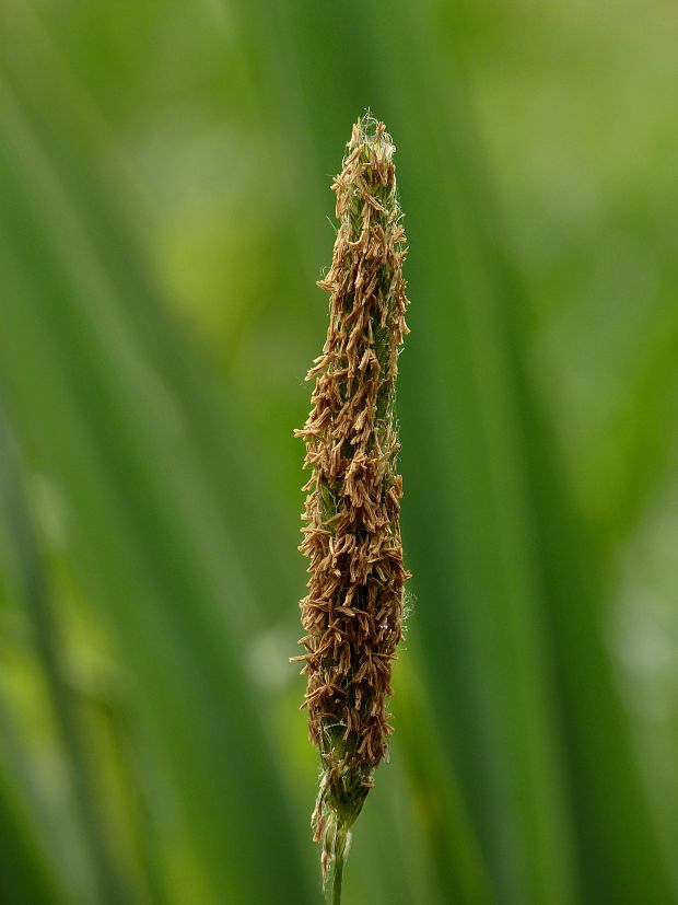 psiarka lúčna Alopecurus pratensis L.