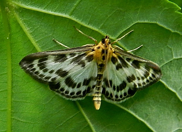 vijačka záhradná Anania hortulata